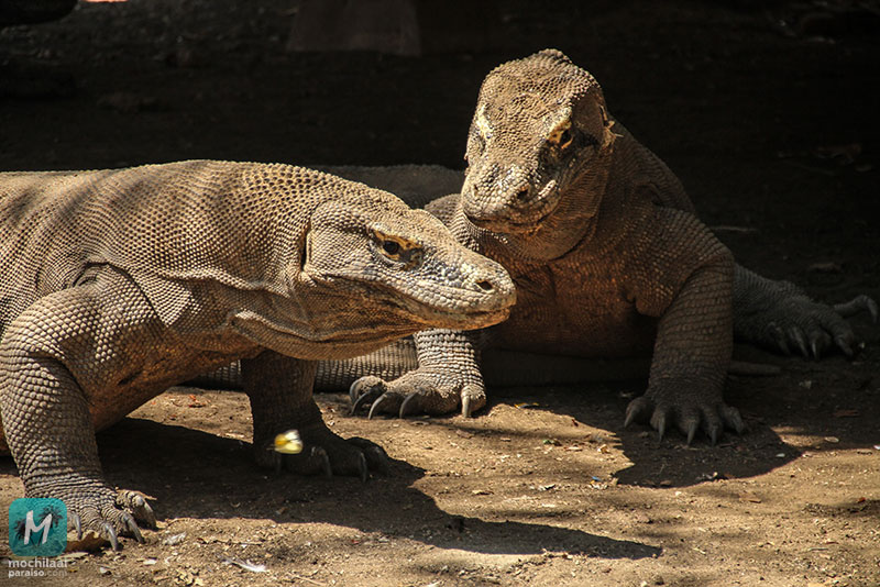 Dragones de Komodo en Rinca