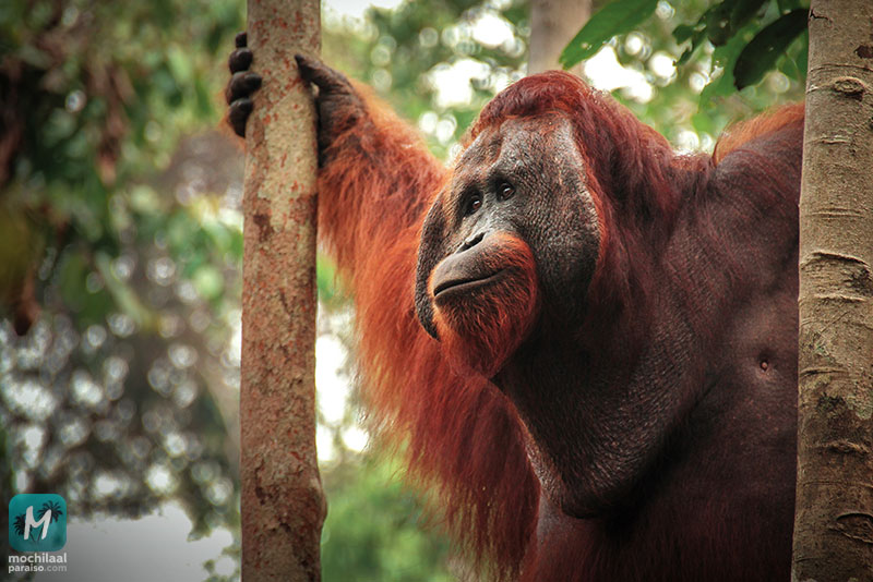 Orangután macho en Tanjung Puting