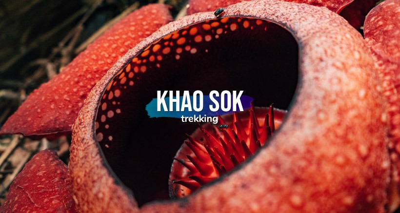 Trekking en Khao Sok