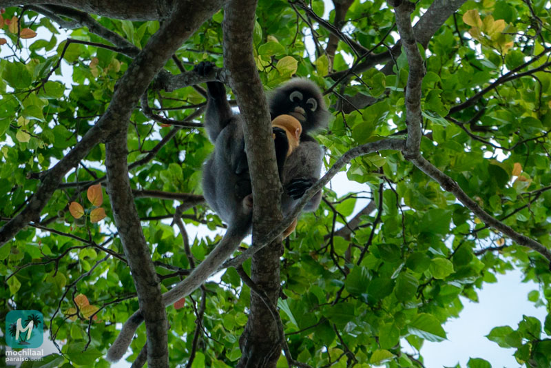 Qué hacer y ver en Krabi