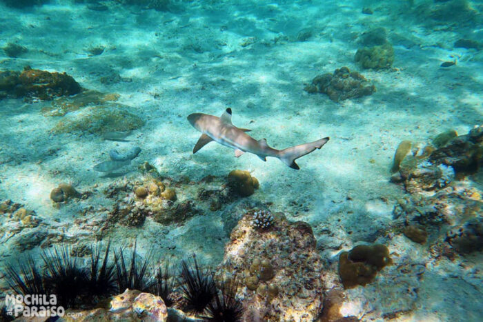 tiburon-phi-phi